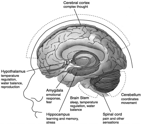 cannabinoid-receptors